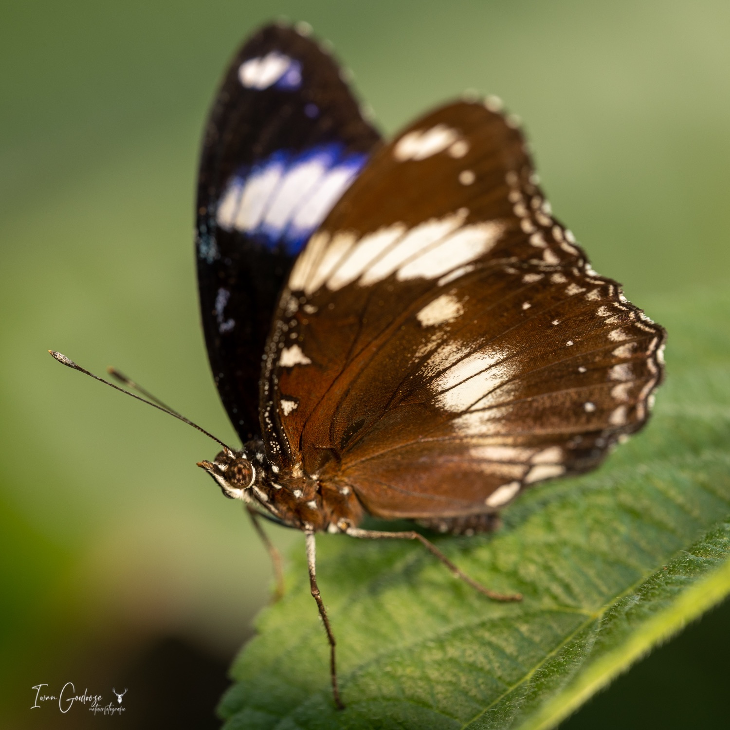  R2A2987 28 mei 2023 1431 35